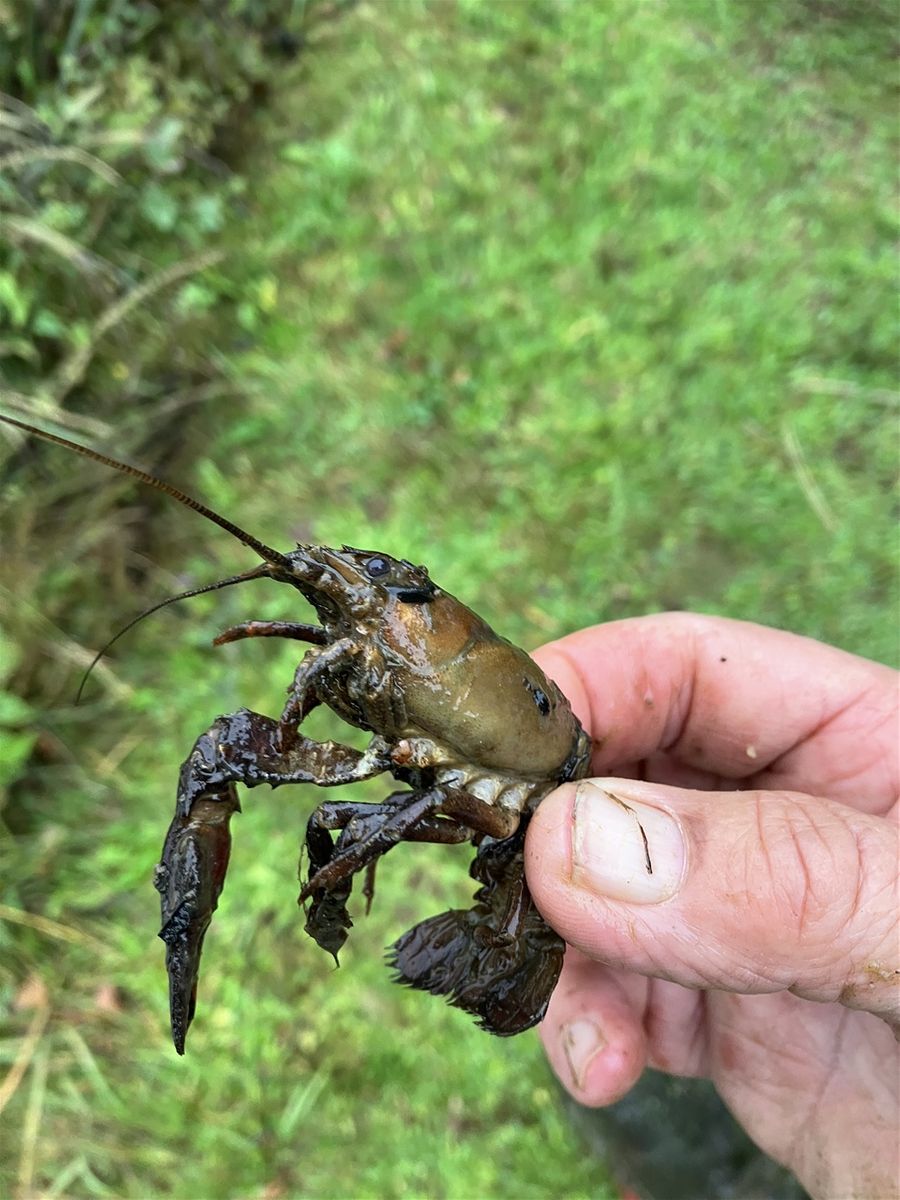 We keep catching these little critters in our 12 crayfish traps, you can only eat so many!