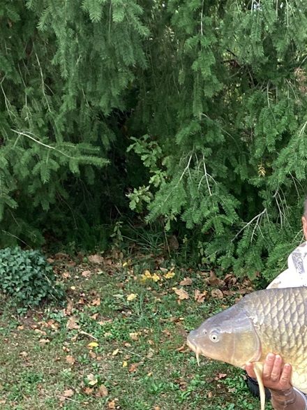 Barry’s first fish of the week a 39lb common only been set up a couple of hours and his lovely old dad had a cracking perch float fishing which is what he loves doing.